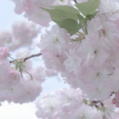 平原福瑞交流群